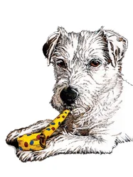 Verjaardag Parson Hond op Wit, 2020
