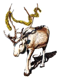 Kerst Rendier op Wit, 2020