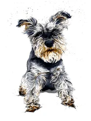 Ollie De Schnauzer op Wit