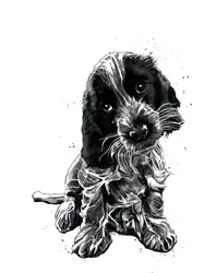 Rosie De Cocker Spaniël op Wit