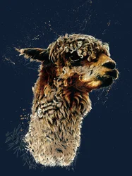 De Alpaca op Middernacht Blauw, 2020