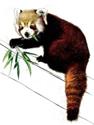 De Rode Panda op Wit, 2020