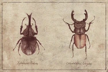 Illustraties van kevers