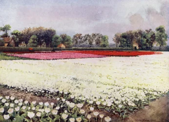 "Hier zijn tulpen voor jou, wit, voor de bruiloft of de begrafenis"