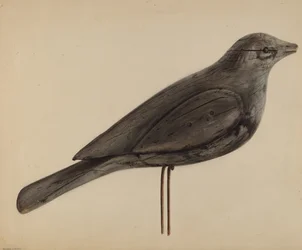 Lokvogel (meeuw)