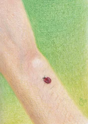 Lieflijk lieveheersbeestje op de arm