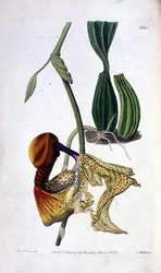 Orchidee: Laelia autumnalis, gepubliceerd door I. Ridgway