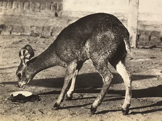 Een antilope, 09/05/1936