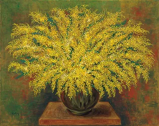 Mimosa