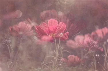 Dromerige roze cosmos