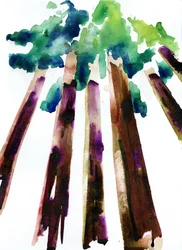 Sequoia, 2021