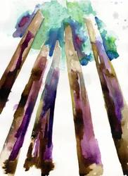 Sequoia 3
