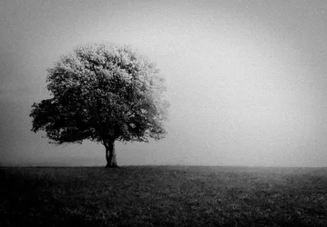 Eenzame boom in de mist