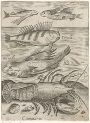Studieblad met vier vissen en een kreeft (Piscium vivae icones)