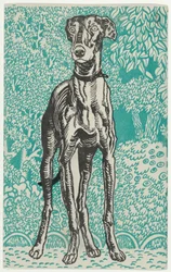 Windhond
