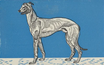 Windhond, 1912