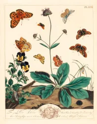 Vettige fritillary, Euphydryas aurinia, hoge bruine fritillary, Fabriciana adippe, drievoudige balk mot, Aplocera plagiata, gespikkelde gele, Pseudopanthera macularia, en karmozijn en gouden mot, Pyrausta purpuralis, op duivelsbit scabiosa, Succisa pratens