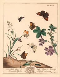 Weidebruine vlinder, Maniola jurtina, houtdame of oranje tip, Anthocharis cardamines, en geruite skipper, Pyrgus alveolus