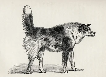 Halfbloed Herderhond met vijandige bedoelingen, uit Charles Darwin