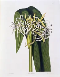 Crinum Declinatum, Plaat 43 uit 