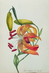 Tijgerlelie