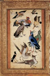 Tien vogels. Miniatuurschilderij in gouache van de Mogolse school