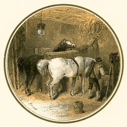 Paarden in de stal