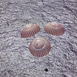 Apollo 16 - NASA