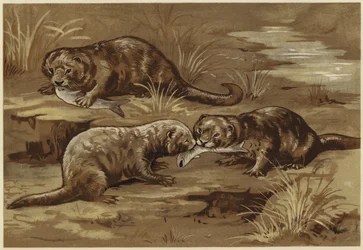 Over otters