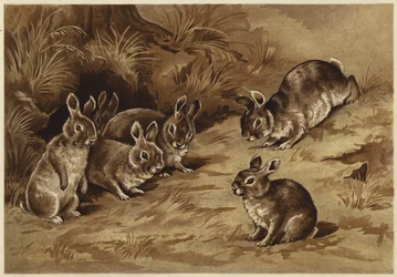 Baby konijntjes