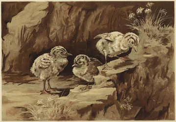 De rots van de meeuwen