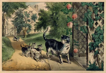 De terugkeer van de poes