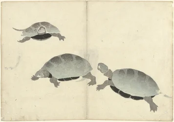 Drie schildpadden