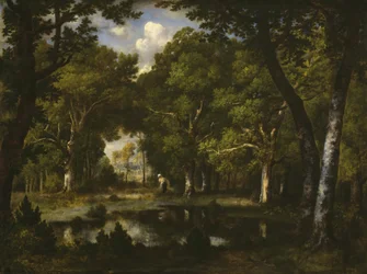 Vijver in het bos