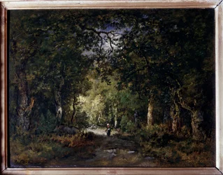 De weg onder het bos