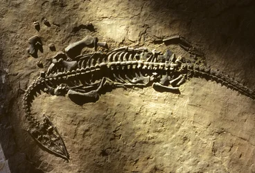 Foto van een marien gewerveld fossiel uit het Trias van een Pachypleurosaurus