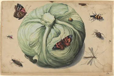 Koolkop met Insecten