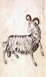 Het sterrenbeeld Steenbok