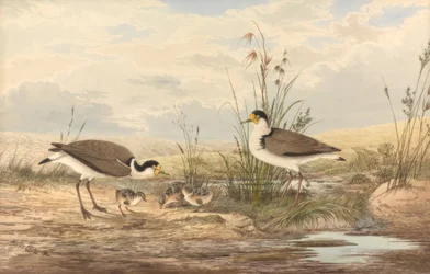 Maskerkievit, Vanellus miles