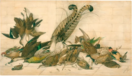 zonder titel (Australische jachtvogels)
