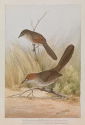 Langschnabel-Lackvogel