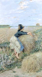 Tarwegras in Tombolo