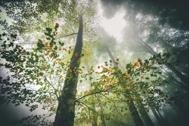 Mistig herfstbos