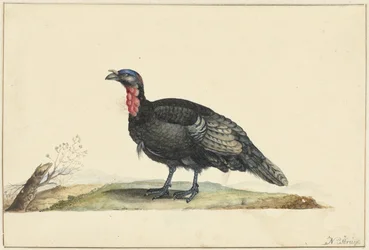 Vogel met zwarte veren en een rode krop, staande, naar links