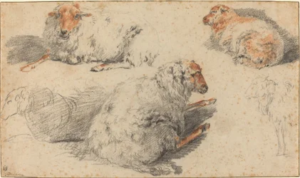 Schapen
