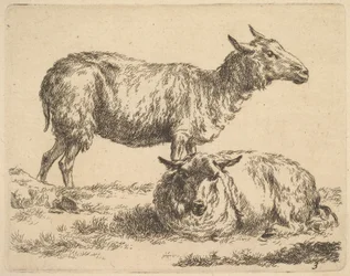 uit De Set van Schapen