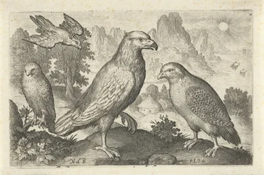 Arend en andere roofvogels