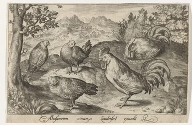 Drie kippen en twee hanen Vogels en insecten (serietitel)