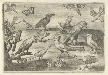 Hop en andere vogels