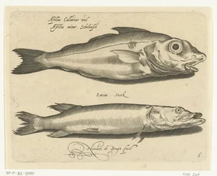 Schelvis en snoek